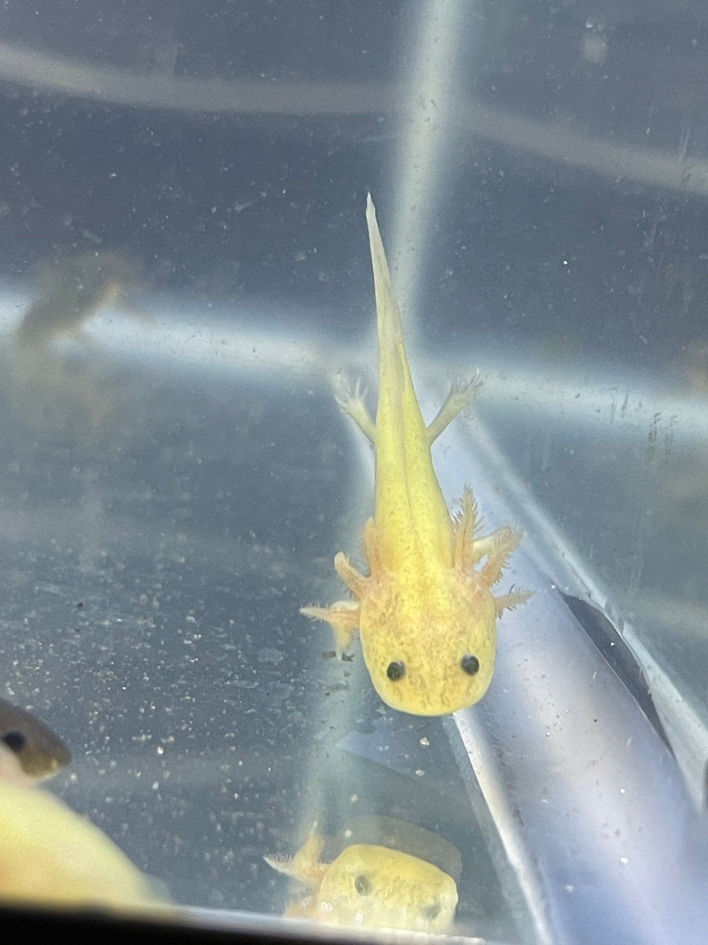 Gfp (glo) axolotl 2”