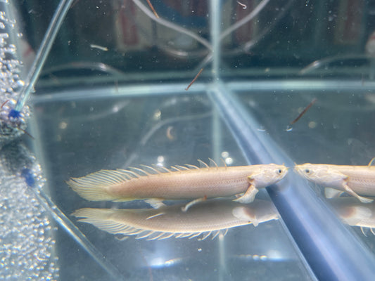 5” AA grade platinum endlicheri bichir