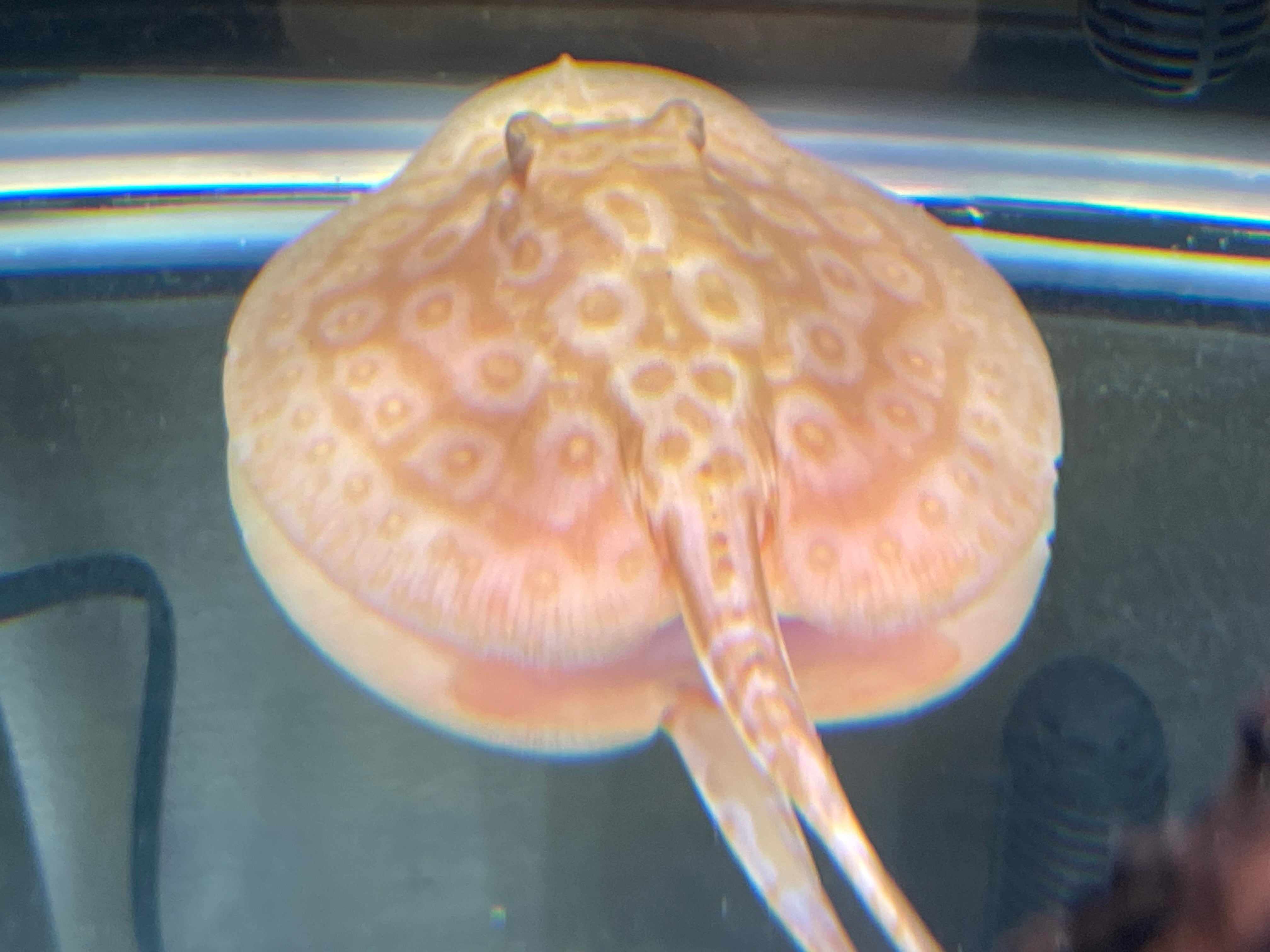 Female albino golden base stingray 6” – Fins Worldwide