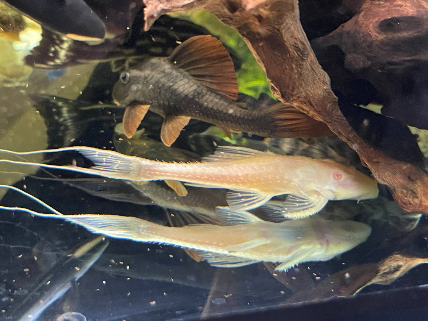 Albino Adonis pleco