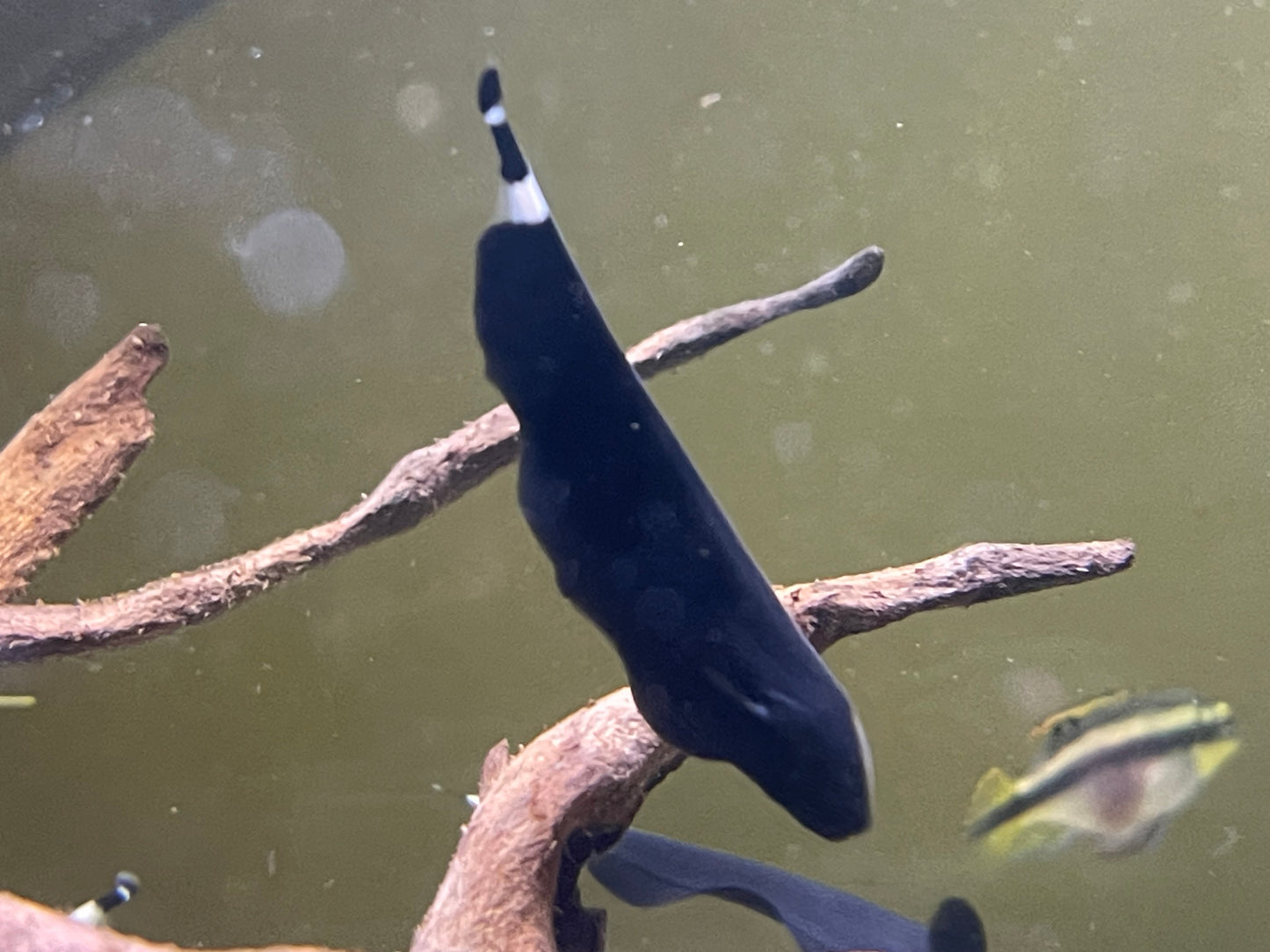 Black ghost knife fish