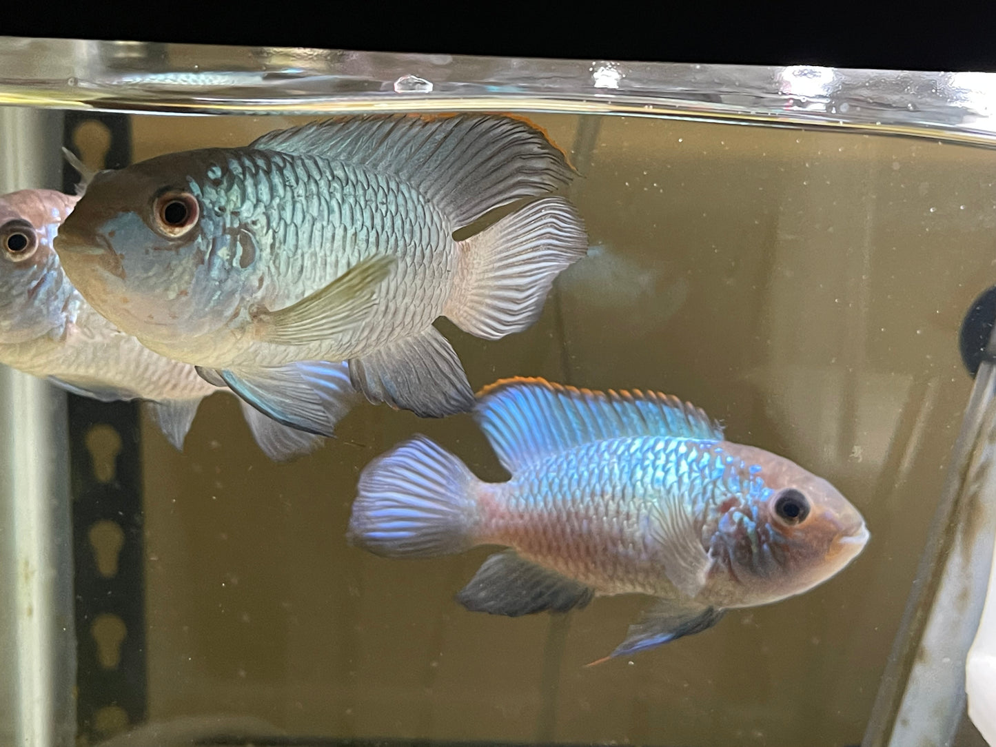 Electric blue acara