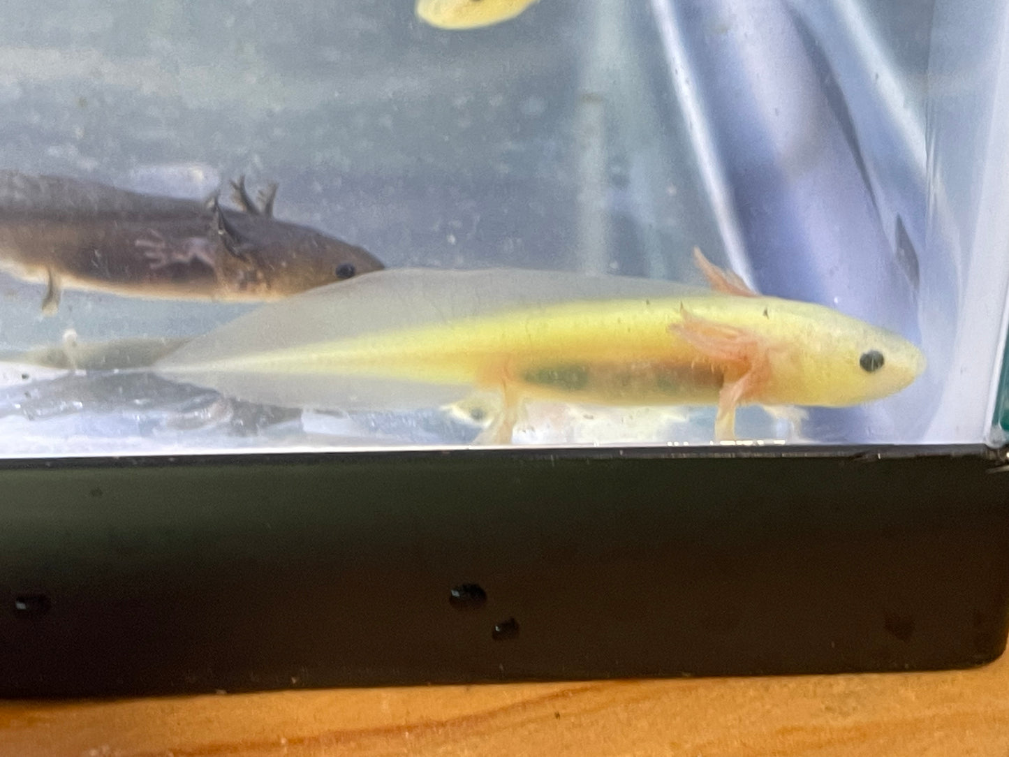 Gfp (glo) axolotl 2”