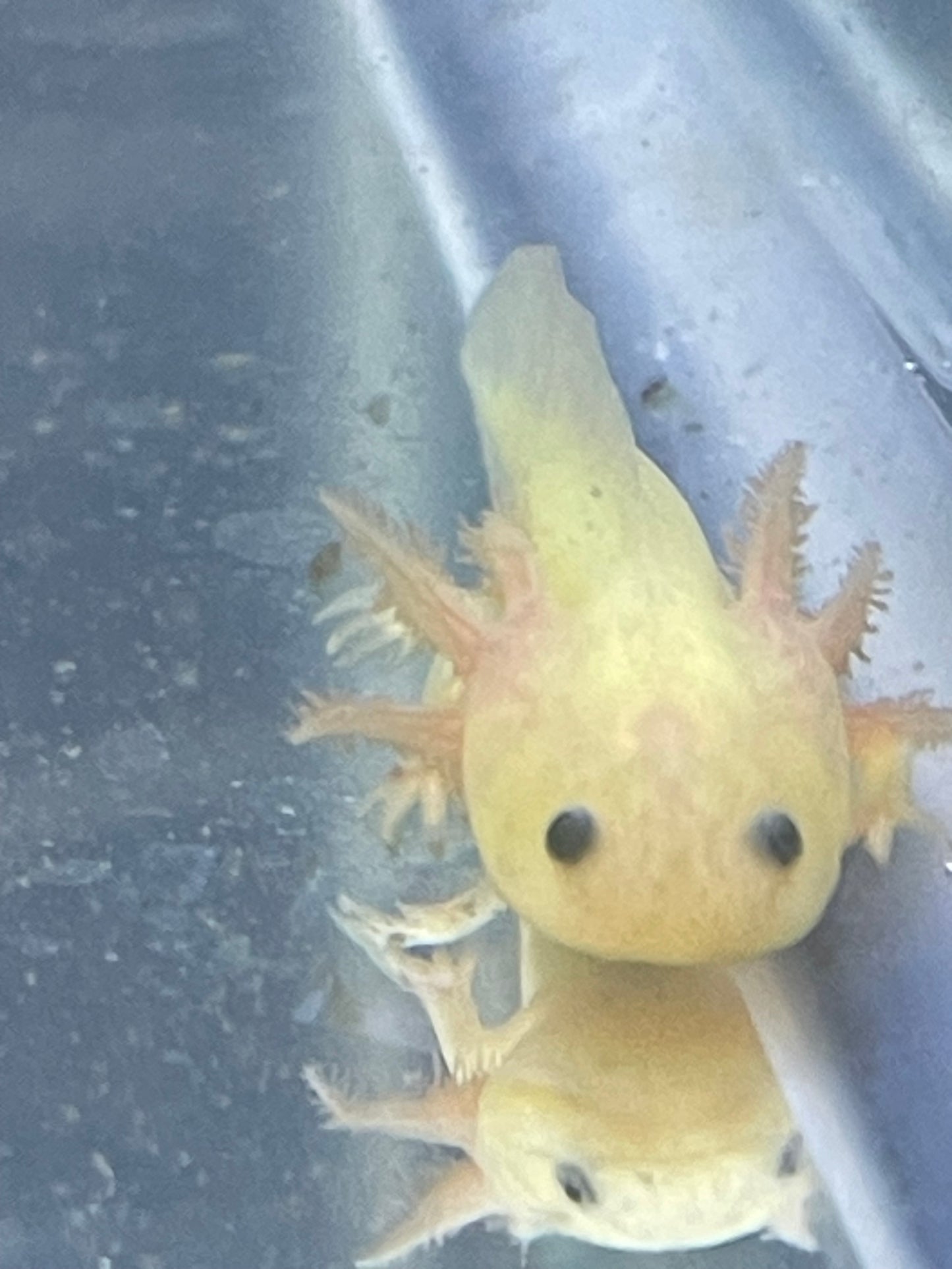 Gfp (glo) axolotl 2”