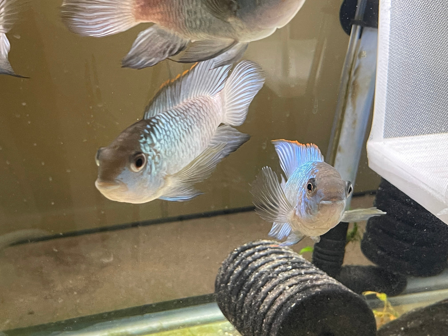 Electric blue acara