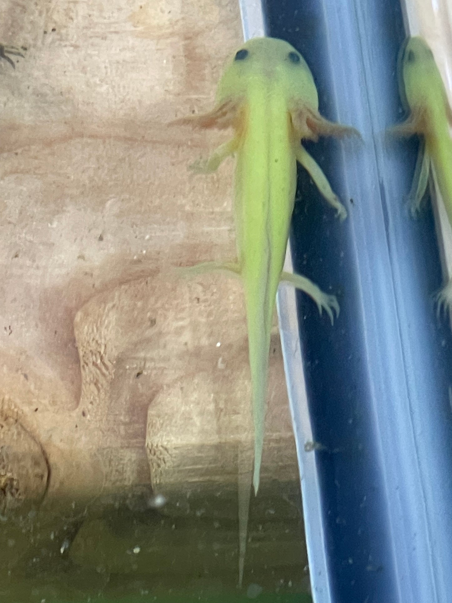 Gfp (glo) axolotl 2”