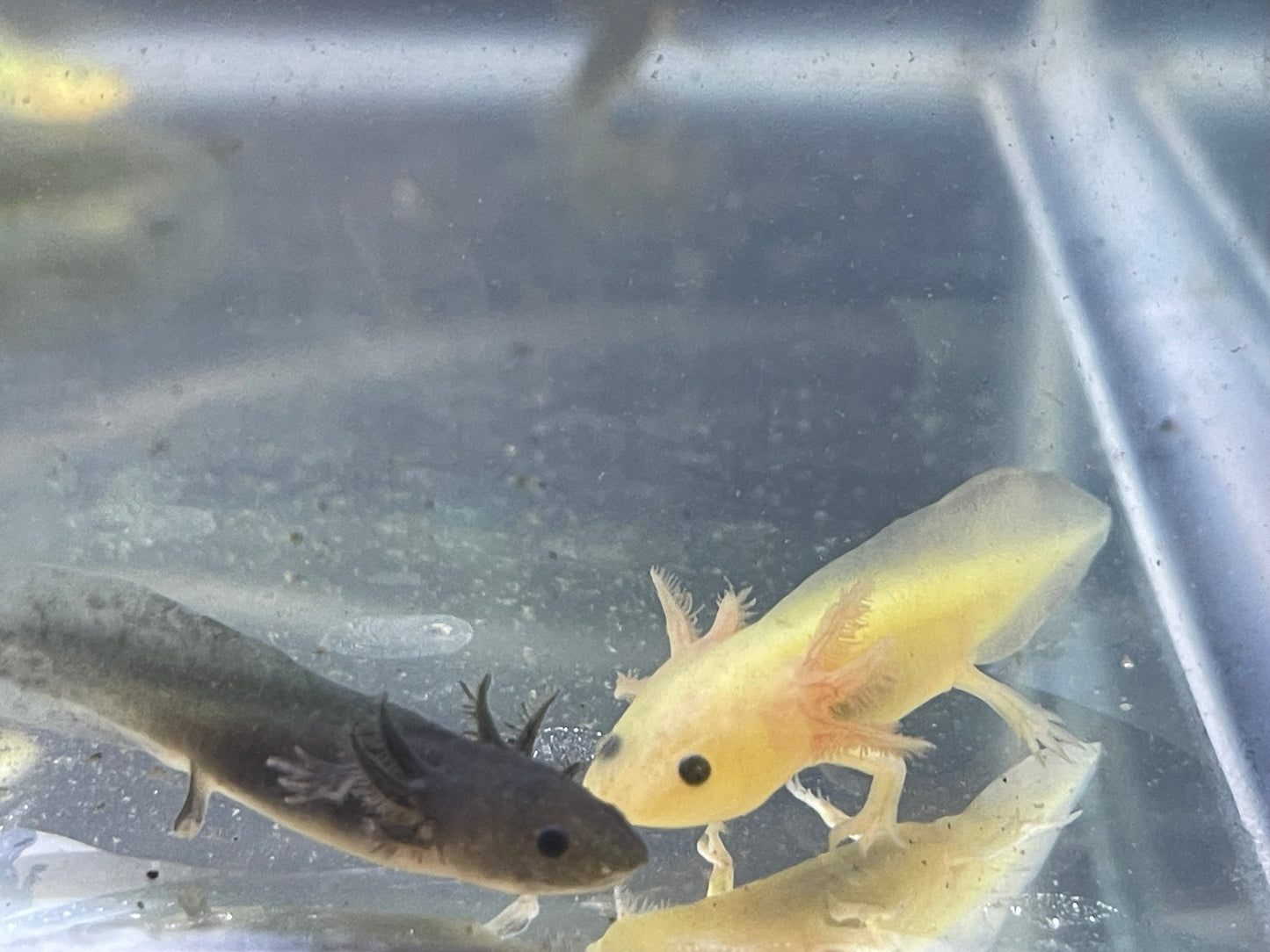 Gfp (glo) axolotl 2”