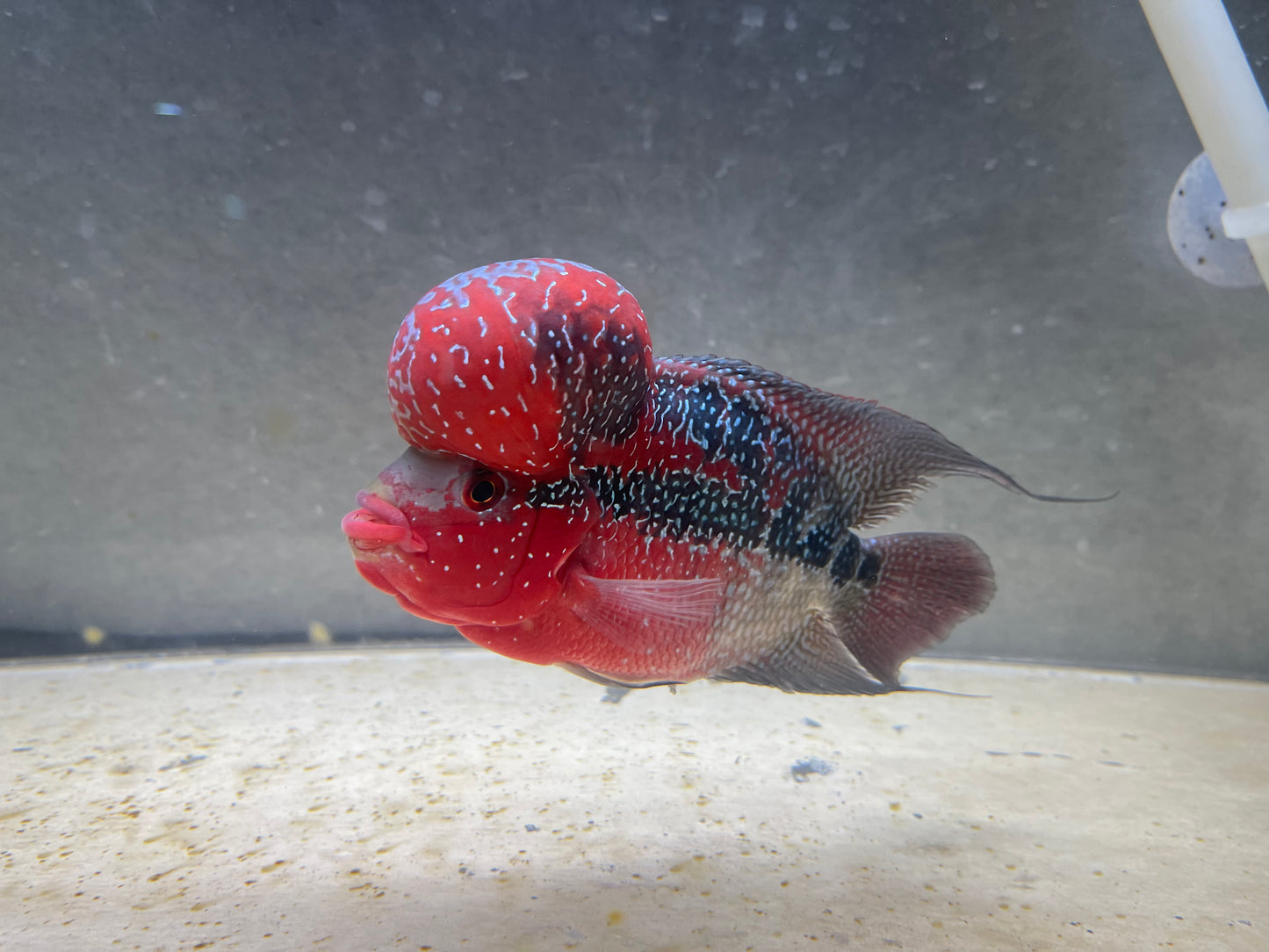 AA show grade Super red dragon Flowerhorn 5.5”