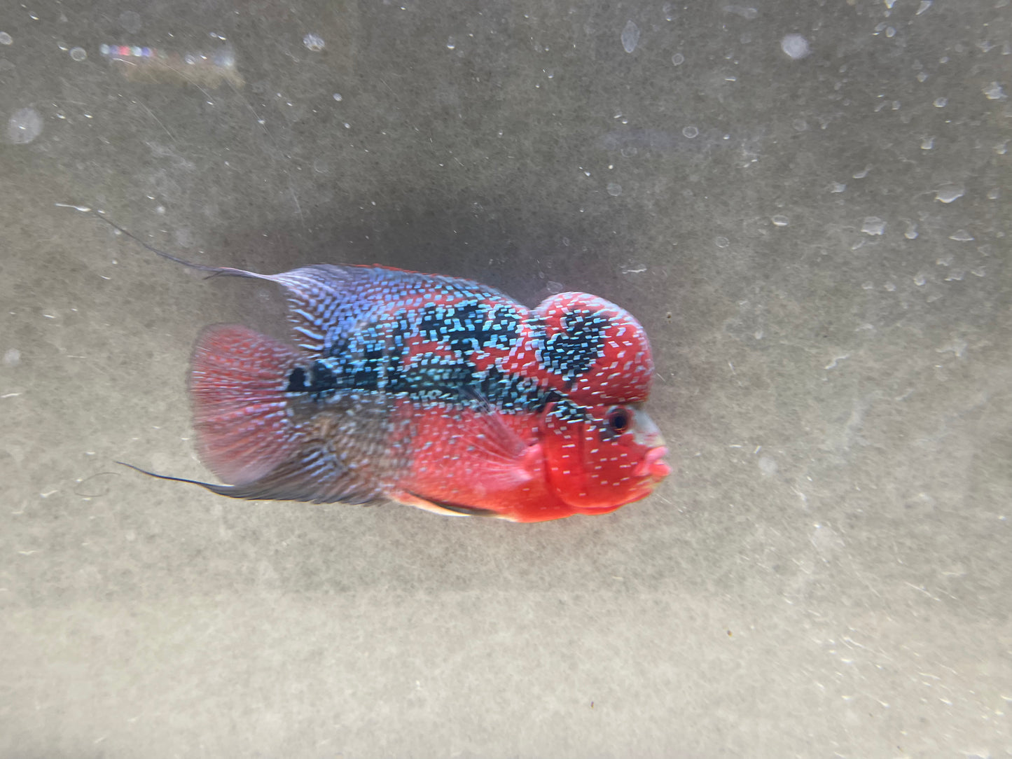 AA show grade Super red dragon Flowerhorn 5.5”