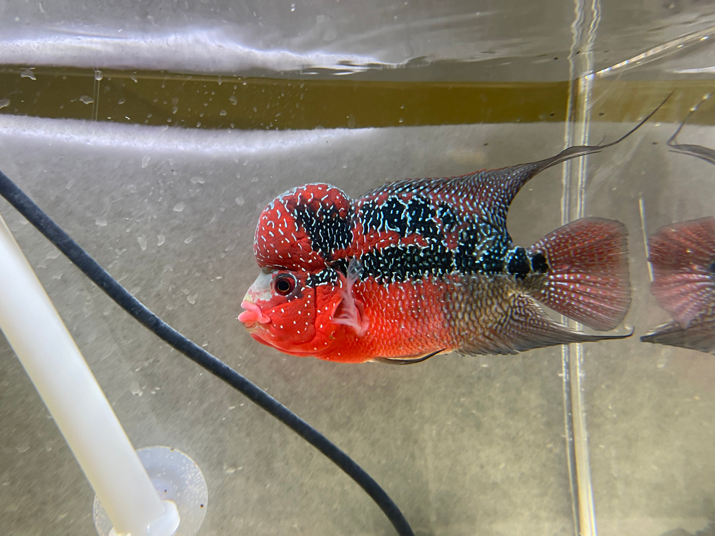 AA show grade Super red dragon Flowerhorn 5.5”