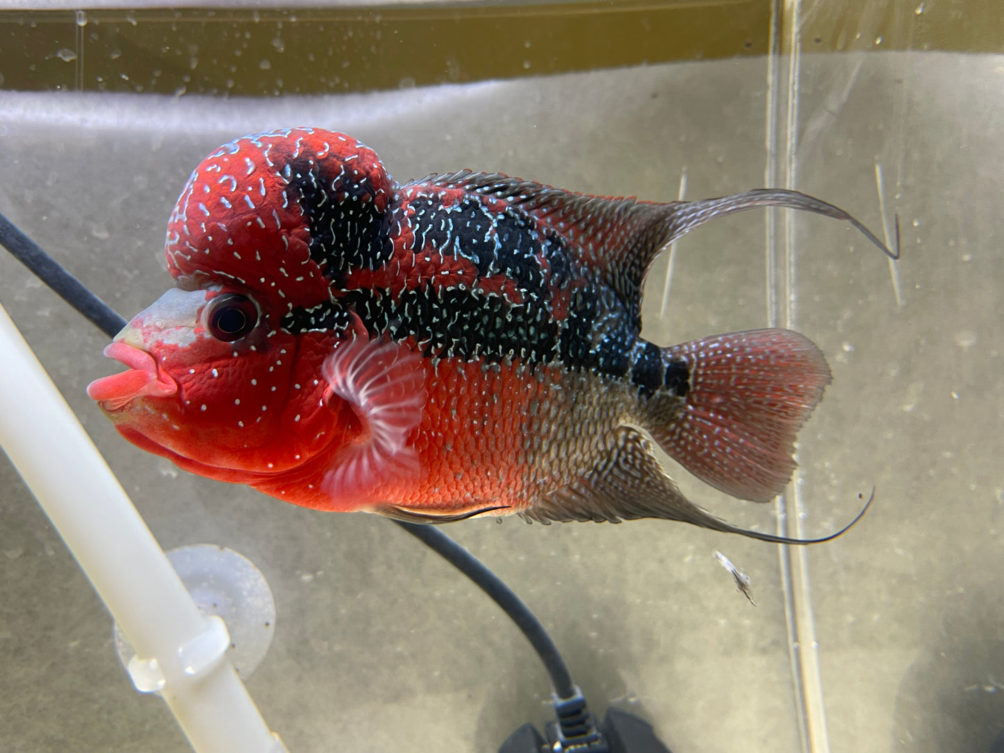 AA show grade Super red dragon Flowerhorn 5.5”