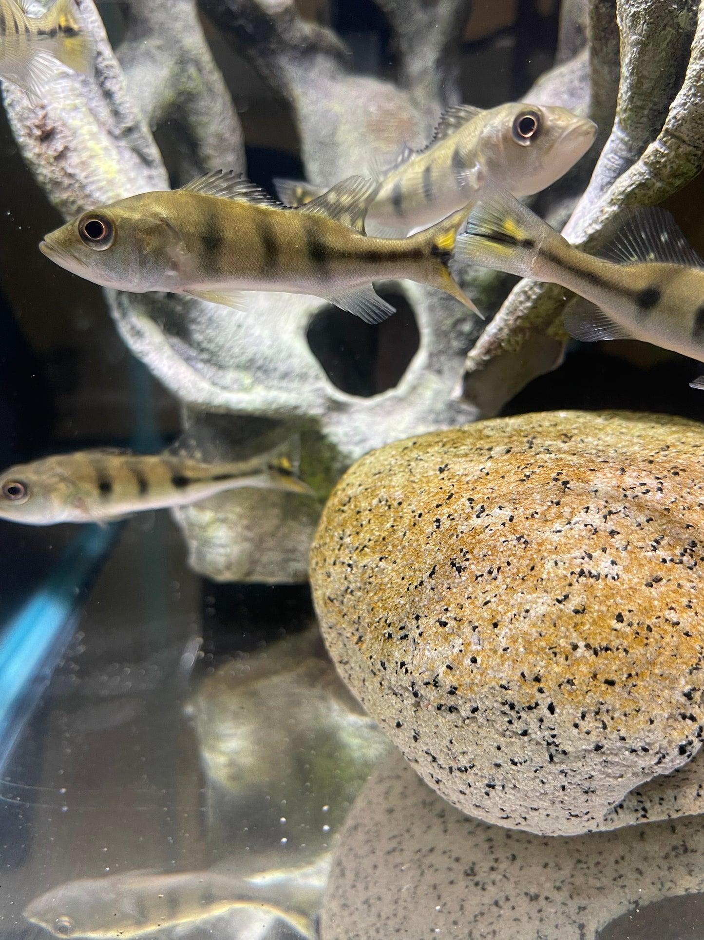 24kt gold kelberi peacock bass